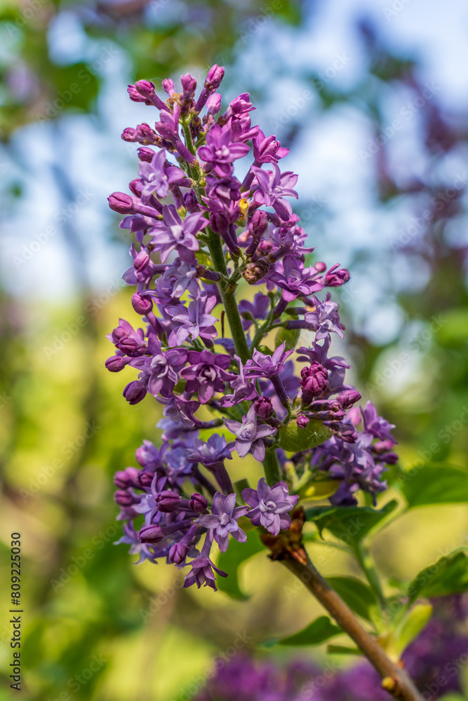 The rich purple color of syringa vulgaris, the lilac or common lilac in front of the natural garden background in April. The rich purple color of syringa vulgaris, the lilac or common lilac in front of the natural garden background in April.