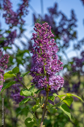 The rich purple color of syringa vulgaris, the lilac or common lilac in front of the natural garden background in April. photo