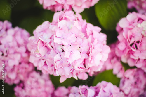 Hydrangea. Pink flowers. Summer