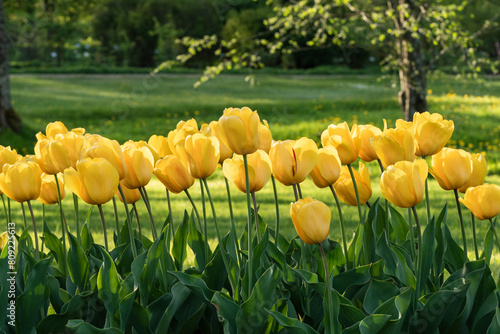 a row of yellow tulips at Botanical Garden