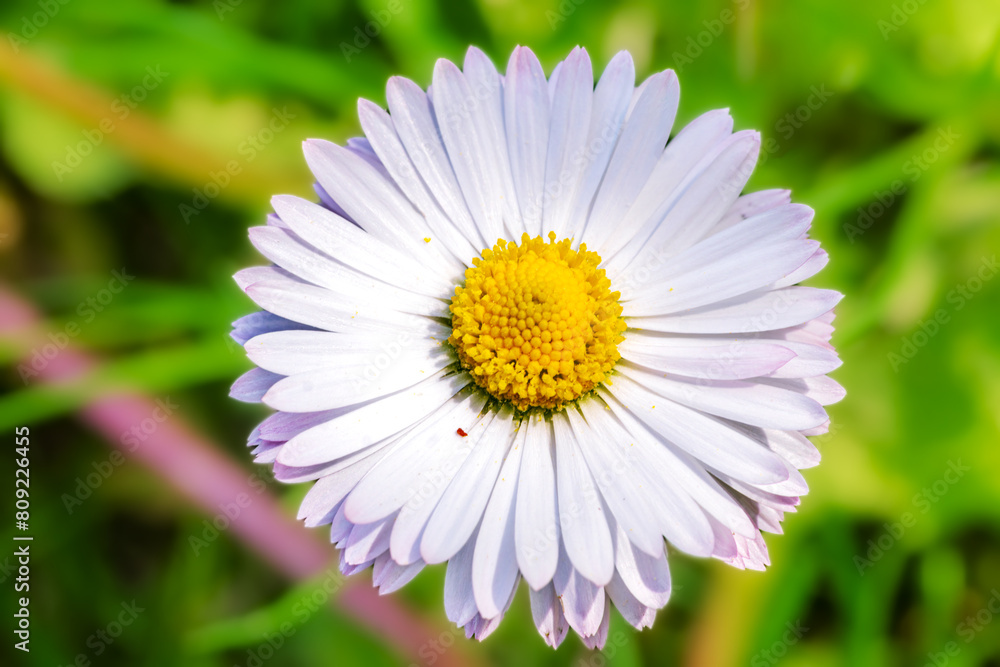 Fototapeta premium Daisy. White flower close-up view from above