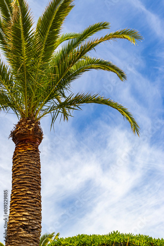 Beautiful palm trees on the island of Crete