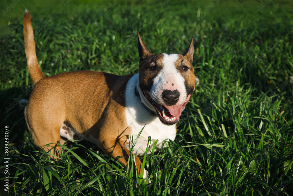 A male miniature Bull Terrier stands on the green grass and looks right toward the camera lens on a sunny spring evening.	