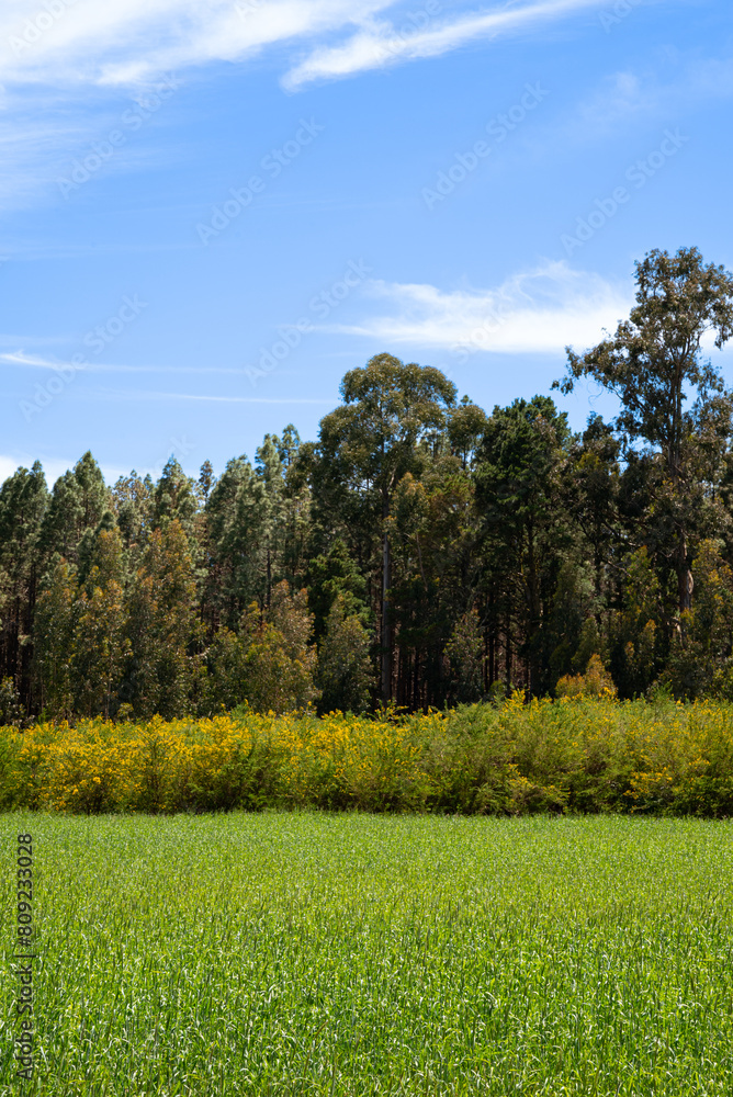 A lush green field with trees in the background. The sky is clear and blue