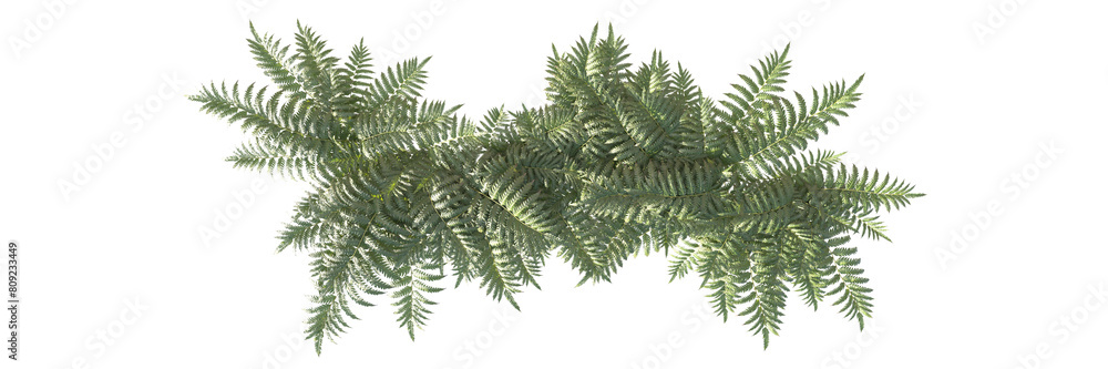 Ferns and shrubs in an isolated Ferns and shrubs in an isolated