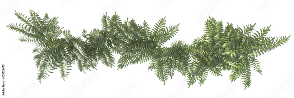 Ferns and shrubs in an isolated