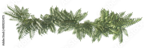 Ferns and shrubs in an isolated