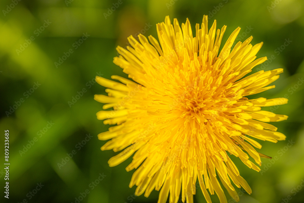 Yellow dandelion on a green nature background Yellow dandelion on a green nature background