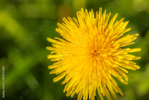 Yellow dandelion on a green nature background