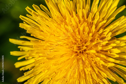 Yellow dandelion on a green nature background