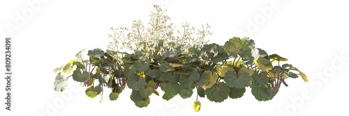 creeping saxifrage, strawberry saxifrage isolated