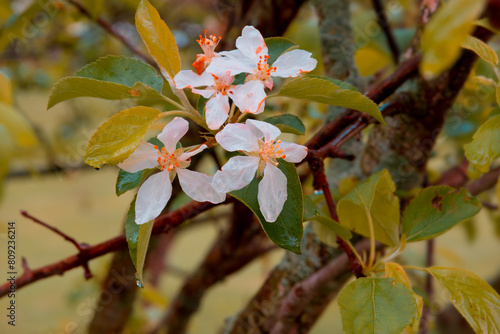 Apple blossoms in Michigan, Springtime