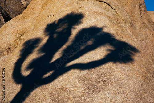 The shadow of a joshua tree falls on a granite rock formation in Joshua Tree National Park, California photo