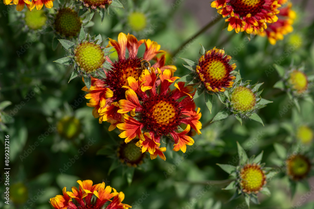 Gaillardia aristata red yellow flower in bloom, common blanketflower flowering plant, group of petal flowers Gaillardia aristata red yellow flower in bloom, common blanketflower flowering plant, group of petal flowers