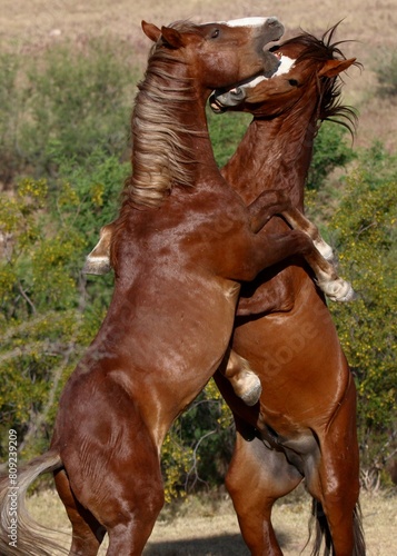 Wild Stallions Sparring in Desert 