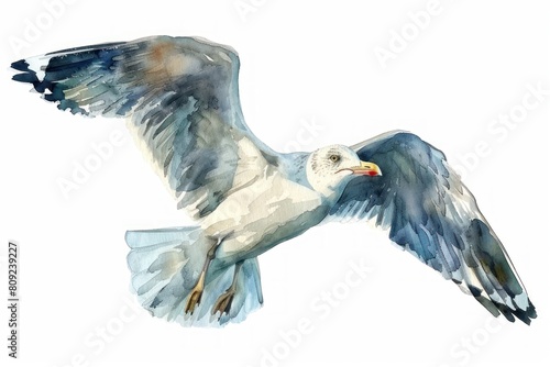 Gull, Pastel-colored, in hand-drawn style, watercolor, isolated on white background