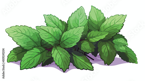 Mint or melissa aromatic herb leaf sketch colored v