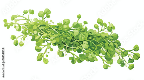 Microgreen peas vector illustration isolated on whi