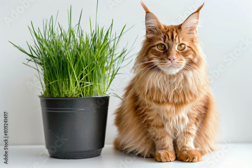 Red Maine Coon sits next to grass in a pot on a white background, animal feeding concept photo