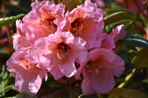 Rhododendron in Bl  te