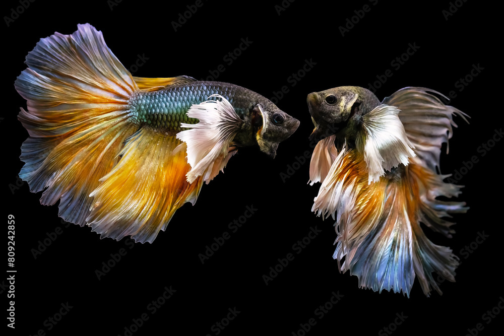 Obraz premium Betta fish with its wonderful colors. Black background. Betta splendens.