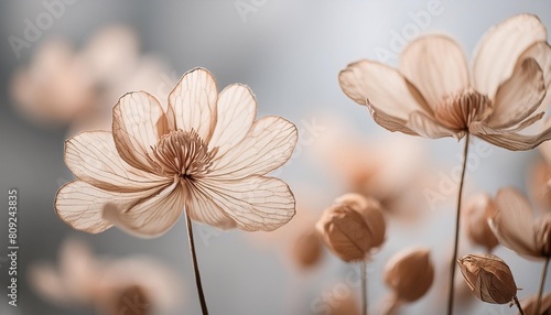 beige neutral color romantic lovely dried flowers with blur light grey background macro