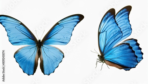 two light blue butterflies isolated on a white background