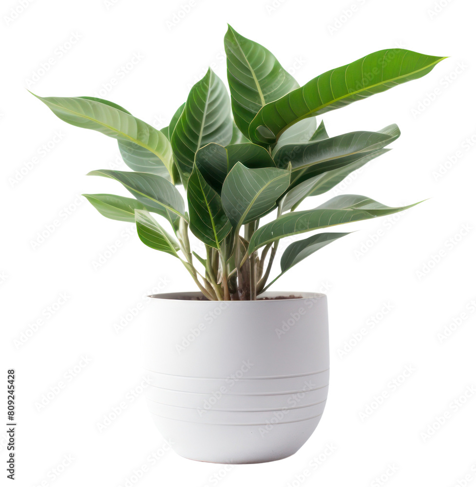 PNG Potted plant leaf vase white background. PNG Potted plant leaf vase white background.