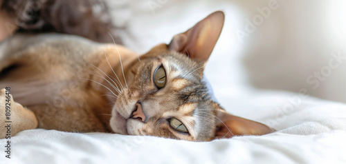 The sphinx cat lies and dozes on the bed in a room in a bright room