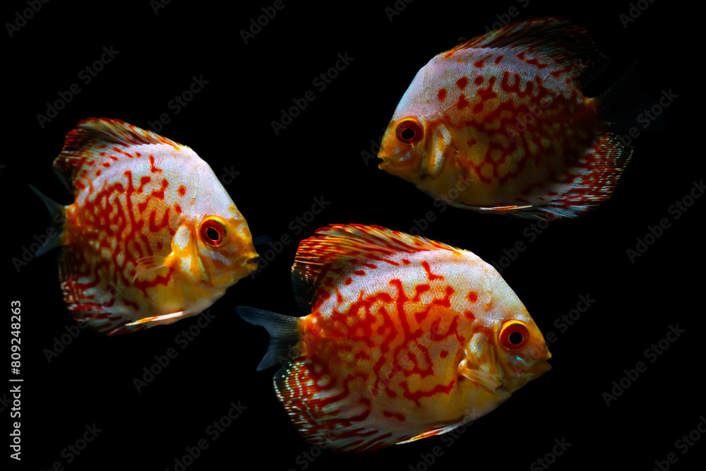 Fototapeta premium Discus. Symphysodon Discus. Black background. 