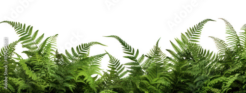 PNG Green tree ferns border backgrounds plant green.  photo