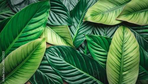 full frame of green leaves texture background tropical leaf