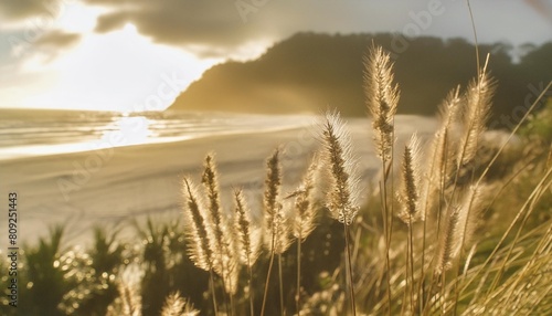 golden beach vegetation and bunny tail grass at mount maunganui photo