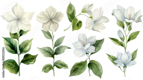 A set of white flowers with green leaves