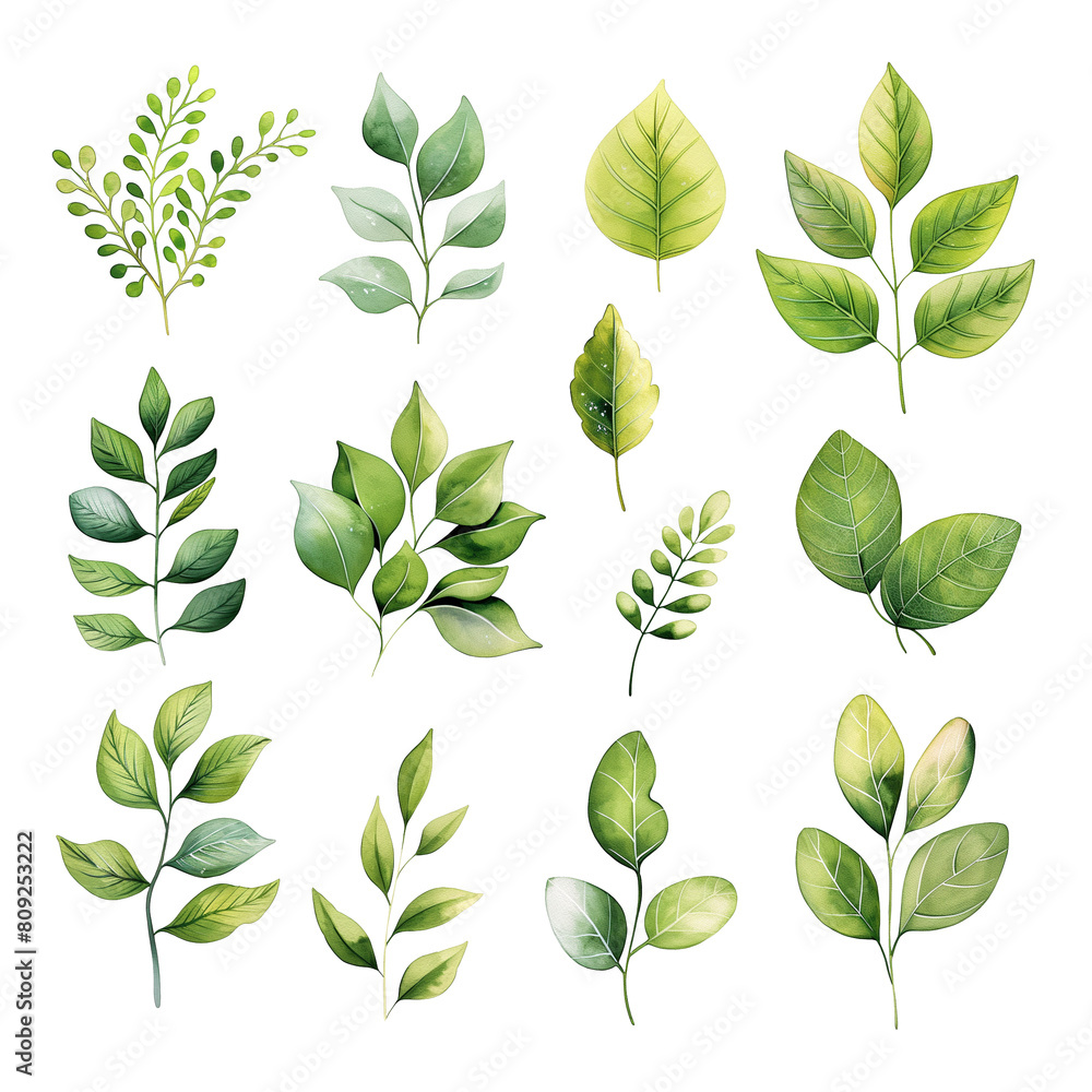 A set of green leaves with some of them being more detailed than others