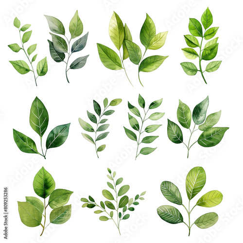 A set of green leaves with varying sizes and shapes