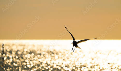 Black-headed gull Chroicocephalus ridibundus fishing in a small bay. photo