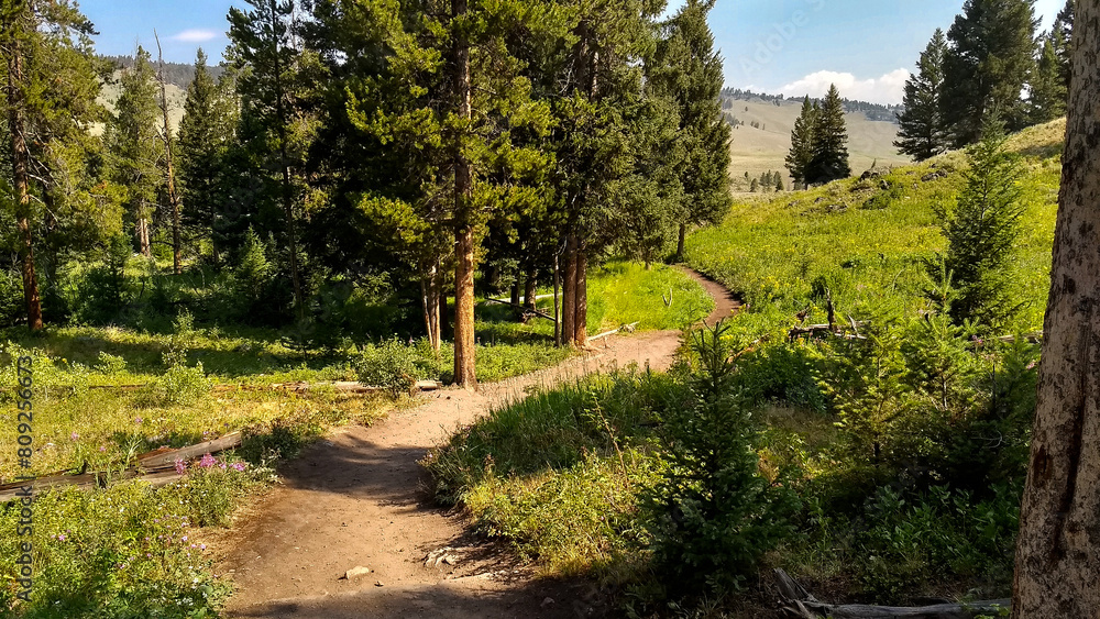 Hiking trail to Wraith Falls in spring in Yellowstone National Park.