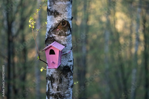 Fototapeta Naklejka Na Ścianę i Meble -  Mały różowy karmnik na białej brzozie