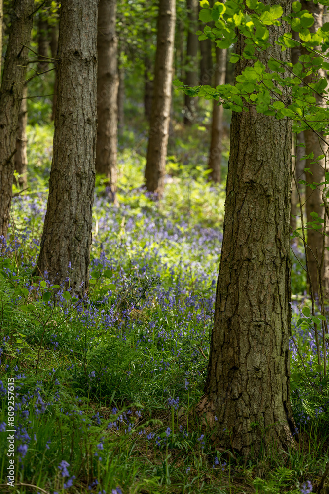 A carpet of bluebell flowers in a woodland using a shallow depth of field. A carpet of bluebell flowers in a woodland using a shallow depth of field.