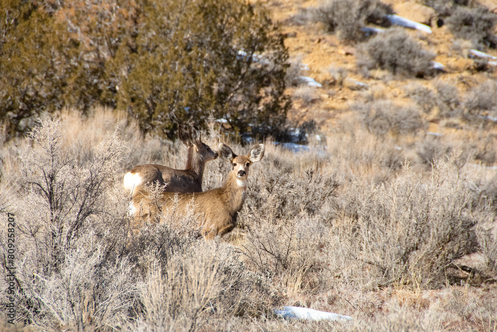 Two Mule Deer in the sagebrush at Theodore Roosevelt National Park.