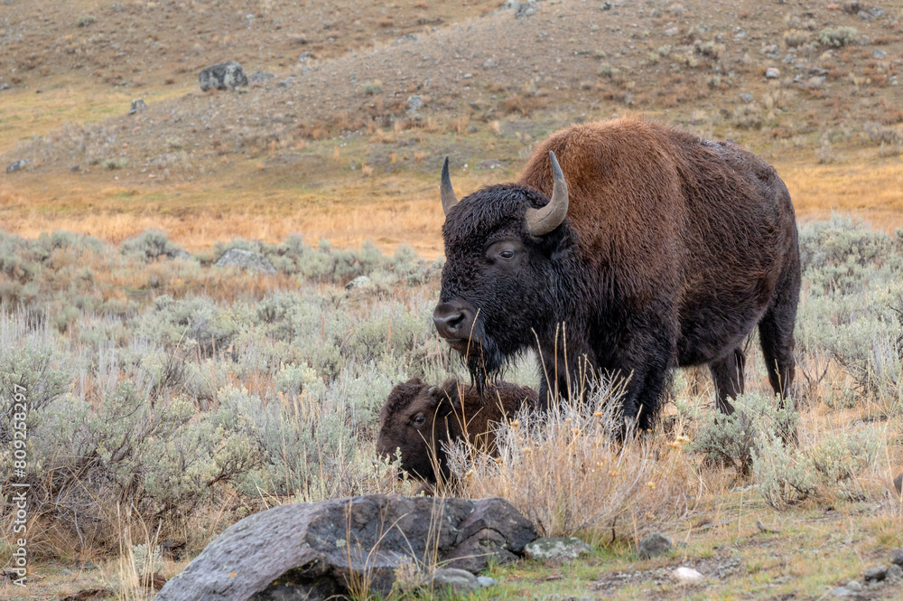 Mother and young bison calf resting in the sagebrush in Yellowstone National Park.