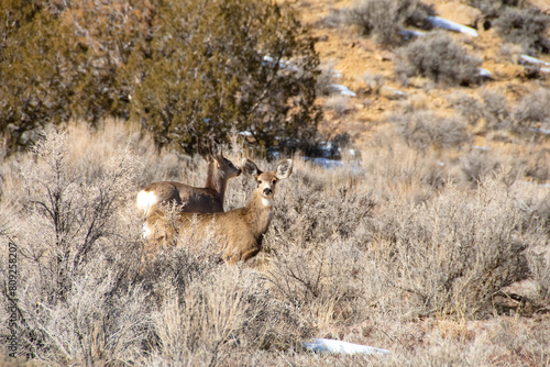 Two Mule Deer in the sagebrush at Theodore Roosevelt National Park.