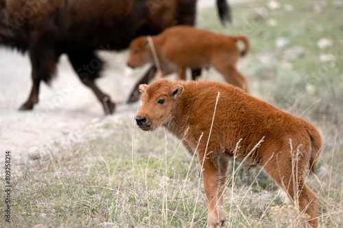 Bison Calves are often referred to as "Red Dogs" because of their obvious reddish color after birth, and for the next few months. They usually begin to lose the color in favor of a browner appearance 