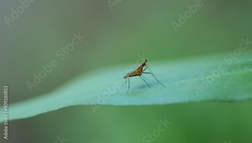 a banana stalk fly on a leaf blowing in the wind, footage, video background, closeup, insect. photo