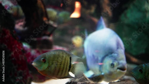 An electric blue fish with a bony tail is gracefully swimming underwater in an aquarium tank. This rayfinned marine creature showcases the beauty of marine biology. Piranha fish photo