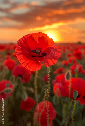 Red poppies in the field in evening light. A red poppy flower in the foreground
