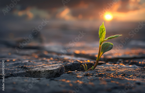 Small plant grows from the cracked earth photo