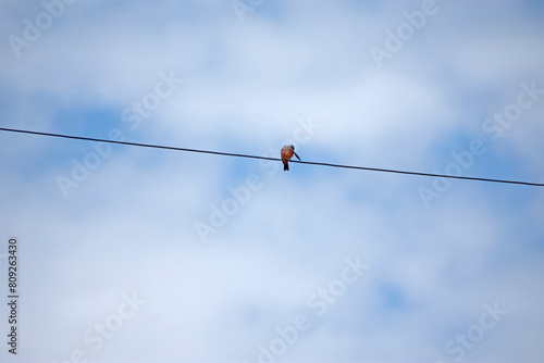 bird on a wire