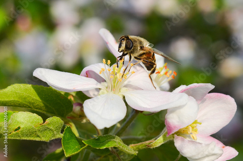 bee on flower photo